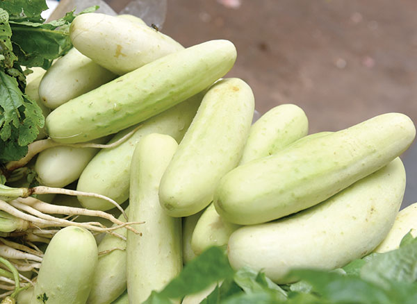 Cucumber White/Salad Kakadi