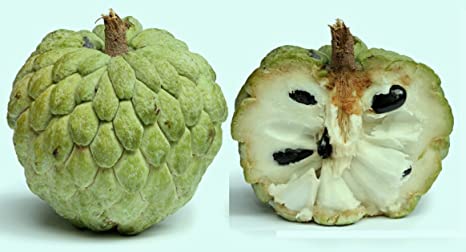 Custard Apple Big/Sitaphal Big/Sharifa Big/Sweetsop Big (1 Dozen)