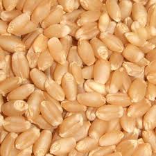 MK Premium Brand Lokwan Wheat
