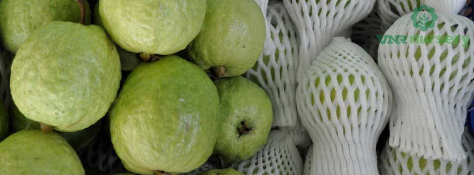 Raipuri Guava/Amrud/Peru