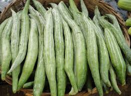 Snake Gourd/Padwal/Chachinda Small
