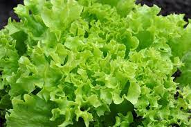 Green Lettuce