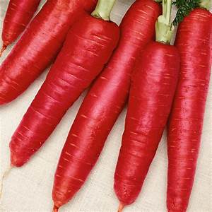 Red Carrot / Lal Gajar