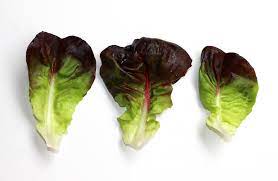 Red Lettuce