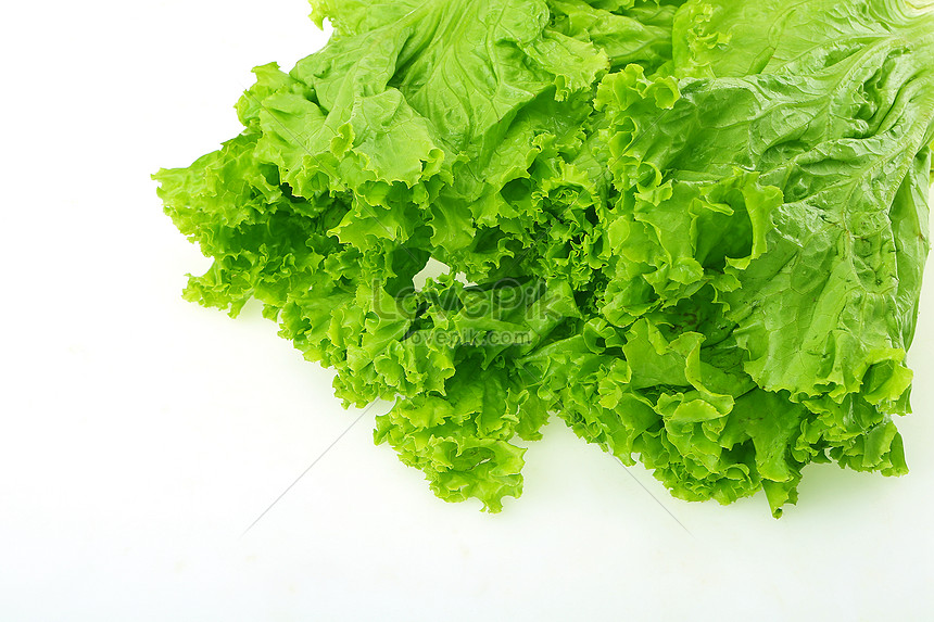 Romaine Lettuce /Roman Lettuce