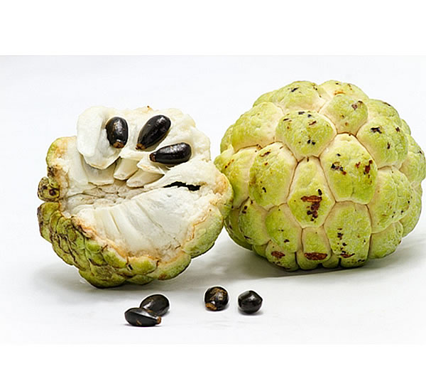 Custard Apple Small/Sitaphal Small/Sharifa Small/Sweetsop Small (1 Dozen)