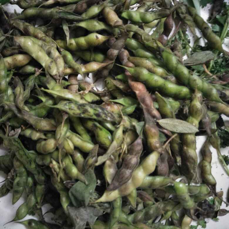 Tuvar Falli/Toor Falli/Pigeon Beans/ Toorichya Shenga/Turichya Shenga