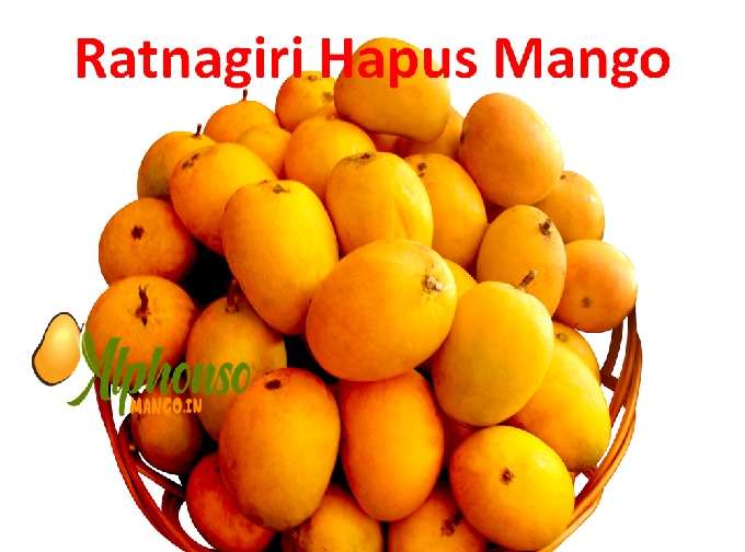 Mango Ratnagiri (Ratnagiri Hapus)